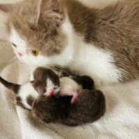 Chocolate Shorthair Kittens with mom