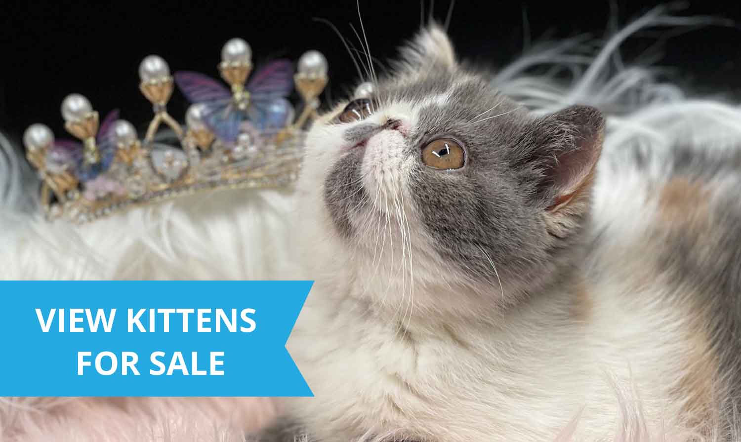 exotic shorthair kitten for sale