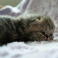 Tabby Exotic Shorthair Kitten
