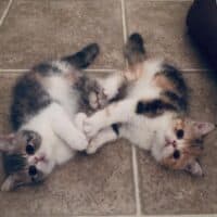 Calico Exotic Shorthair Kittens