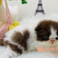 Chocolate Bicolor Longhair Kitten