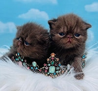Chocolate solid exotic female kittens for sale
