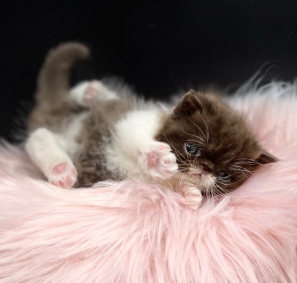 Chocolate Bicolor Exotic Shorthair Kitten