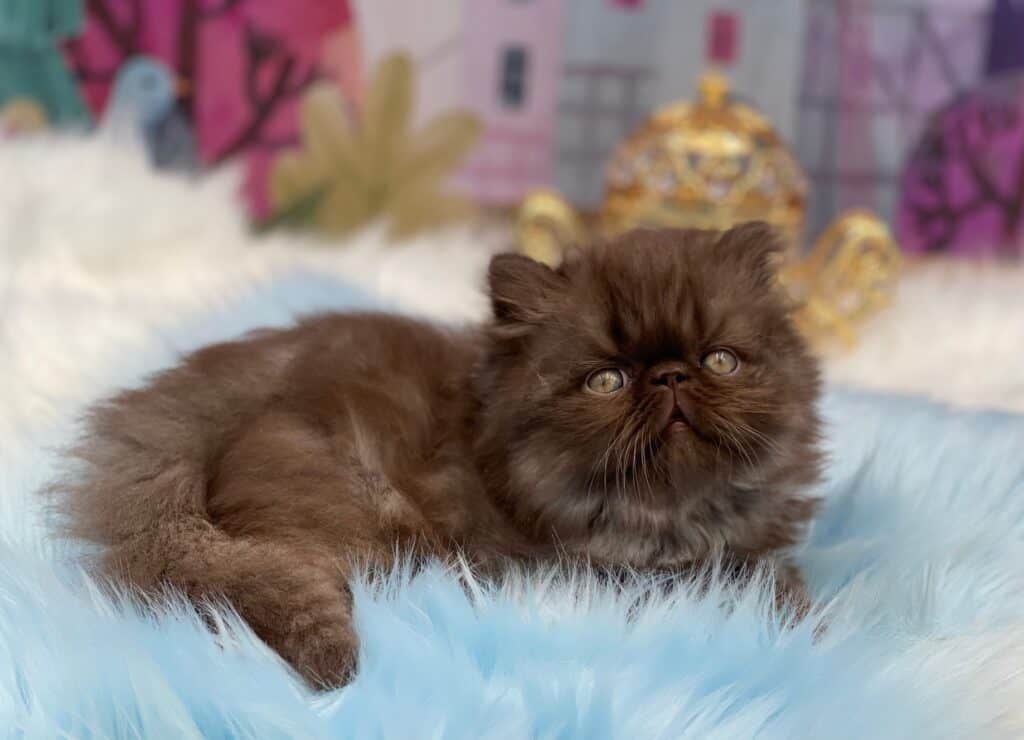 Chocolate Smoke Exotic Shorthair Kitten For Sale