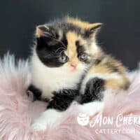Calico Exotic Shorthair Kitten