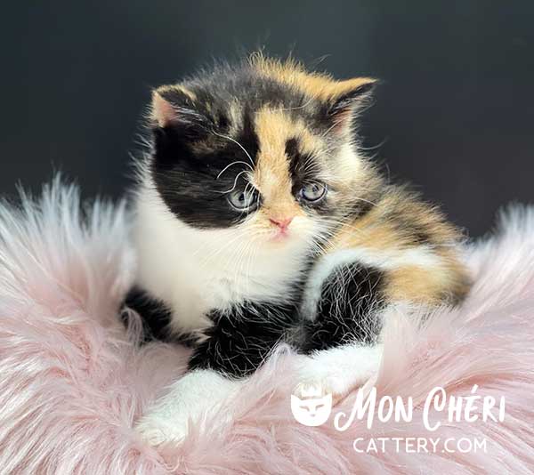Calico Exotic Shorthair Kitten