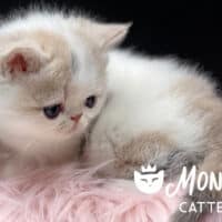 Dilute Calico Van Exotic Shorthair Kitten For Sale