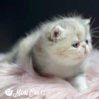 Dilute Calico Van Exotic Shorthair Kitten For Sale