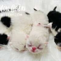 Newborn black bicolors and black van Exotic Shorthair Kittens