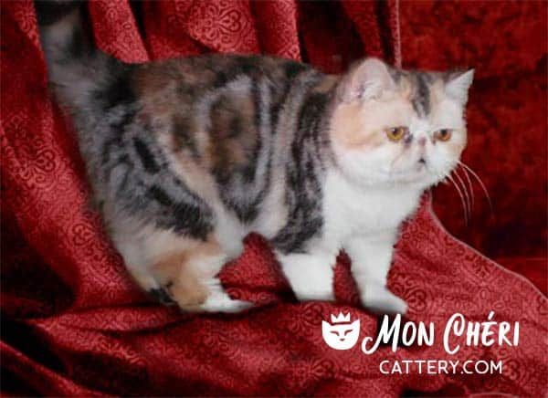 Brown Patch Tabby Exotic Shorthair Cat