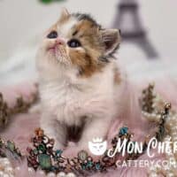 Meet Cherry Our Calico Exotic Longhair Kitten