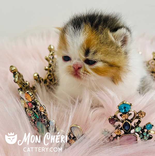 Meet Cherry Our Calico Persian Kitten