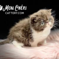 12 Persian Kitten Furry Facts