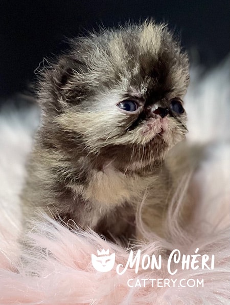 Chocolate Tortoiseshell Exotic Shorthair Kitten For Sale