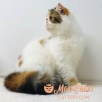 Tabby Van Exotic Shorthair Cat