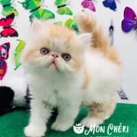 Female Cream Bicolor Exotic Longhair Kitten