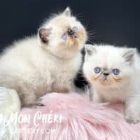Chocolate Tortie Point or Colorpoint Exotic Shorthair Kitten