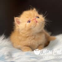 Solid Red Tabby Exotic Shorthair Kitten For Sale