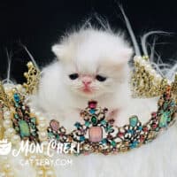 Lilac Van Exotic Shorthair Kitten for sale