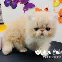 Cream Bicolor Persian Kitten