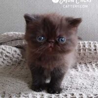 Chocolate Exotic Shorthair Kitten