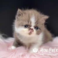 Female Chocolate Bicolor Exotic Shorthair Kitten