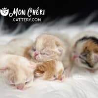 Creams, Red Bicolor and Calico Exotic Shorthair Kittens