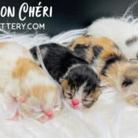 Red Bicolor Van, Brown Patch Tabby and Calico Exotic Shorthair Kittens