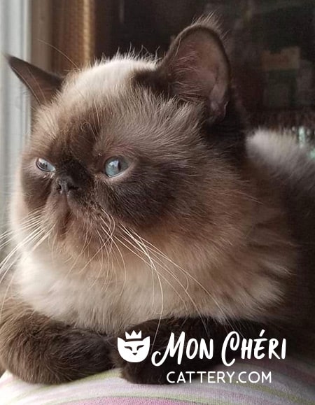 Seal Point Exotic Shorthair Hair Cat