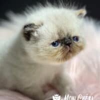 Chocolate Tortie Point Exotic Shorthair