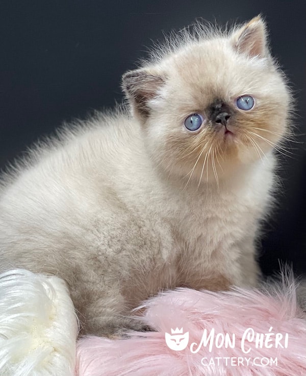 Chocolate Tortie Point Exotic Shorthair Kitten