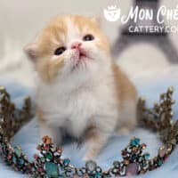 Male Cream Tabby Bicolor Exotic Shorthair Kitten