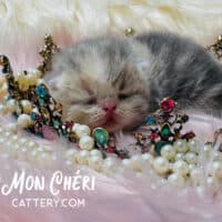 Newborn Dilute Calico Exotic Shorthair Kitten