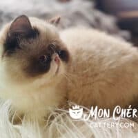 Seal Point Exotic Shorthair Cat