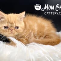 Male Solid Red Exotic Shorthair Kitten