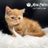 Male Solid Red Exotic Shorthair Kitten