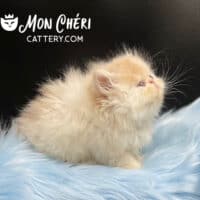 Cream Bicolor Exotic Longhair Kitten