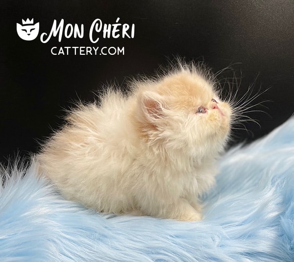 Cream Bicolor Persian Kitten For Sale