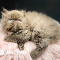 Solid Chocolate Persian Kitten
