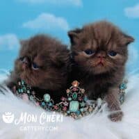 Solid Chocolate Exotic Shorthair Kittens
