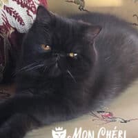 Chocolate Exotic Shorthair Male