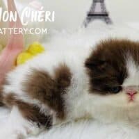 Chocolate Bicolor Persian Kitten