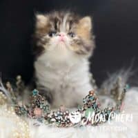 Exotic Shorthair Calico Kitten For Sale