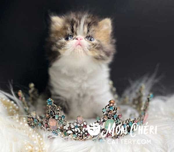 Exotic Shorthair Calico Kitten For Sale