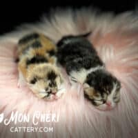 Calico Exotic Shorthair & Brown Patch Tabby
