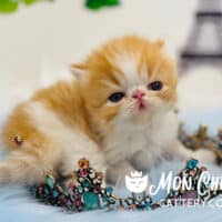 Persian Kittens Breed History, Characteristics & Care
