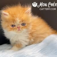 Male Red Bicolor Persian Kitten
