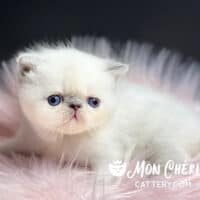Female Blue Point Exotic Shorthair Kitten For Sale