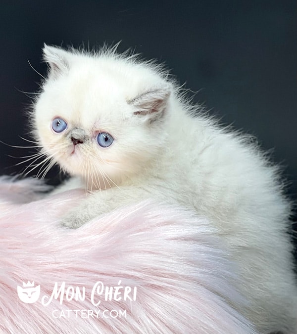 Female Blue Point Exotic Shorthair Kitten For Sale