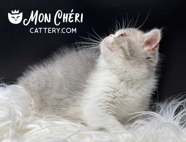 Lilac Bicolor Exotic Shorthair Kitten